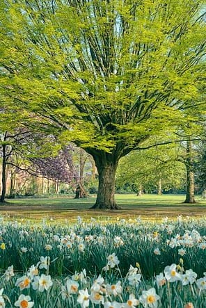 big green tree with white flowers in foreground on a fancy english meadow