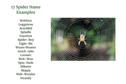 17 spider names examples from the spider name generator with a spider in a web