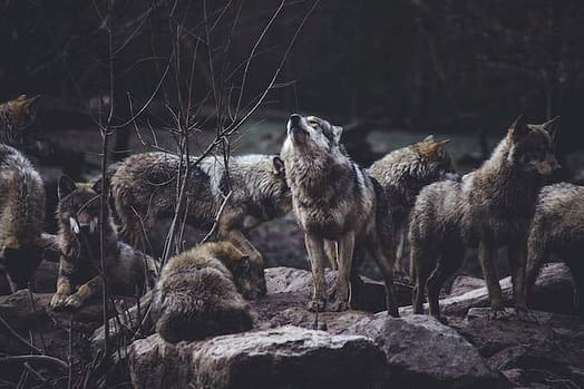 wolf pack with 8 wolves standing all together and one in the middle with its head raised