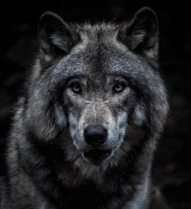wolf staring into the camera up close with its ears perked up