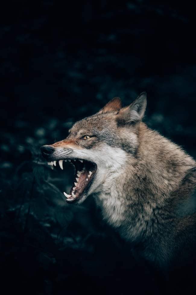 wolf side angle shot with angry face and open mouth showing fangs
