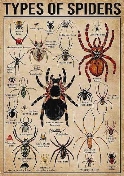 infographic with 20 different types of spiders and the spider's names and suggested nicknames