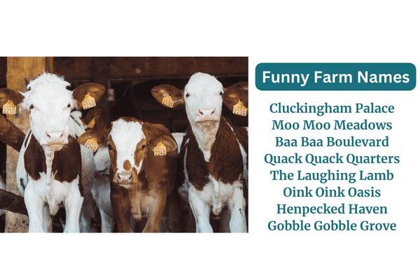a list of funny farm names from the farm name generator with a picture of cows